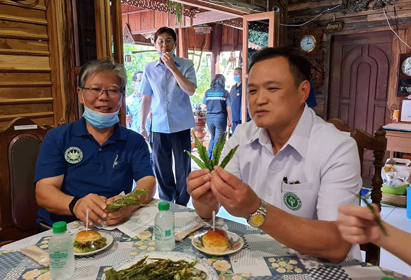 อนุทินลองชิมใบกัญชาชุบแป้งทอด