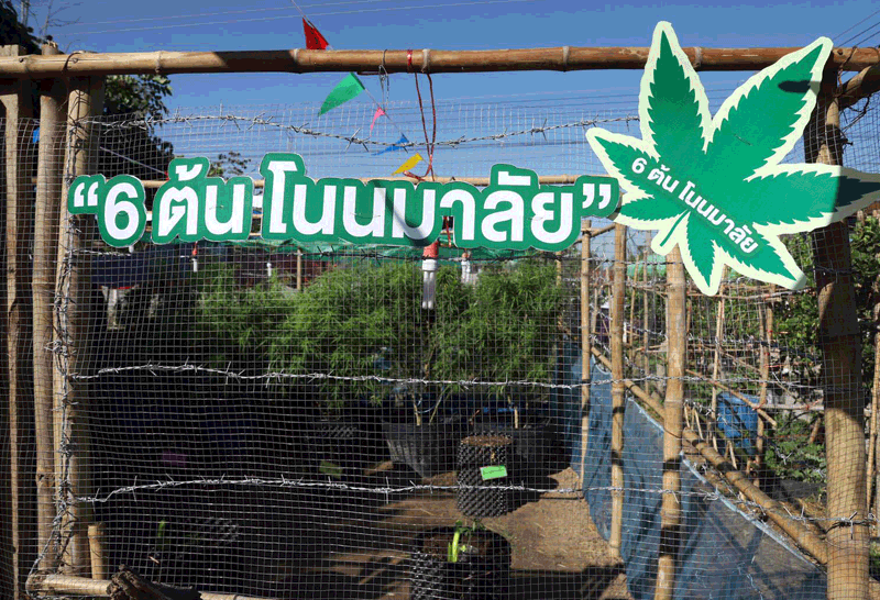 "diary"Give cannabis seedlings to the NACC to pilot policies
