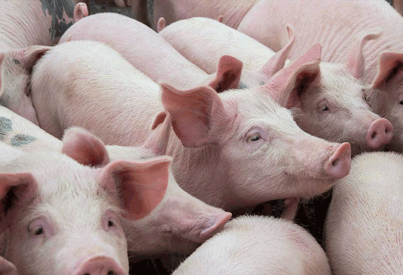 รัฐเร่งส่งเสริมประกอบการเลี้ยงหมู