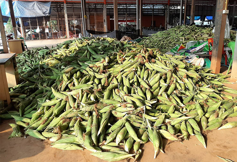 ข้าวโพดเลี้ยงสัตว์