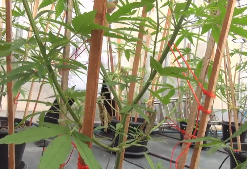 กัญชา สตูล 