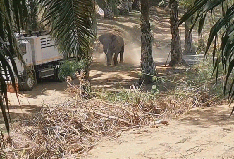 ช้าง2