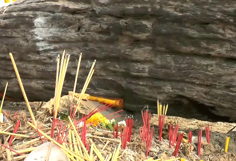 ต้นตะเคียนทอง--ชัยภูมิ-1