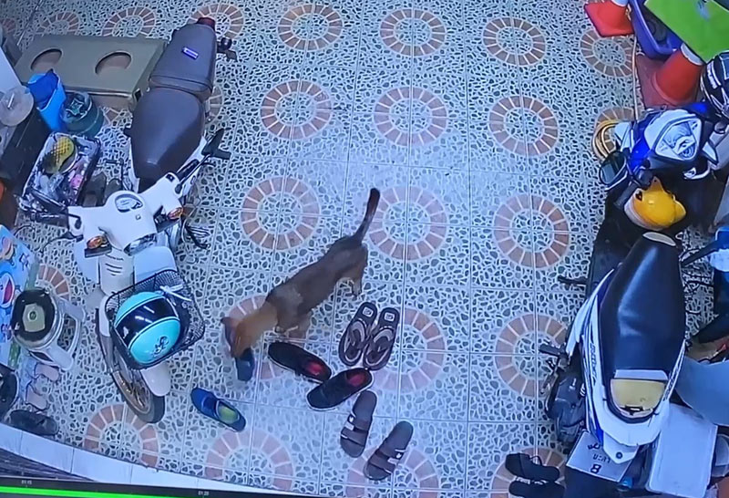 โกรธไม่ลง! น้องหมาขโมยรองเท้า