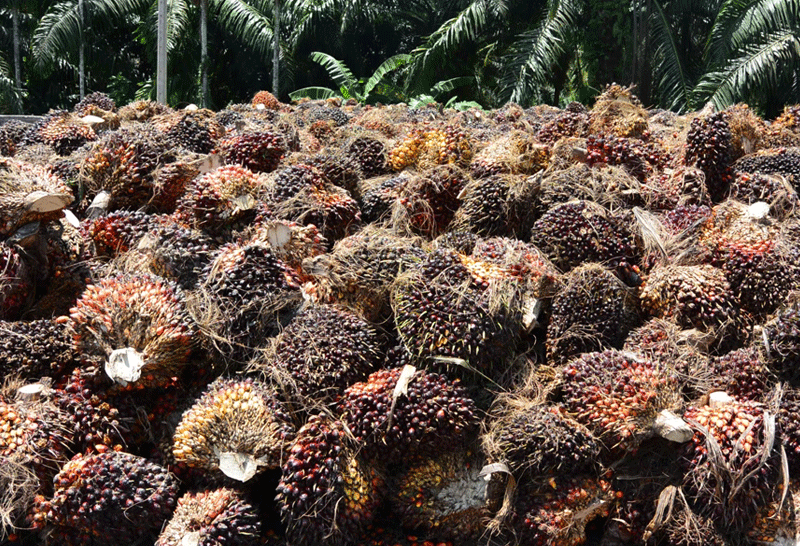 ปาล์มน้ำมัน อธิบดีกรมการค้าภายใน