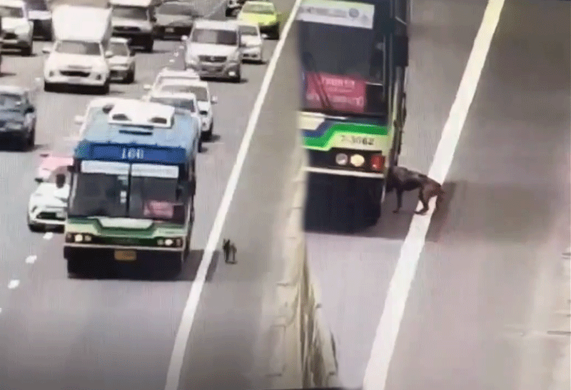 รถเมล์ 166จอดรับหมาบนทางด่วน