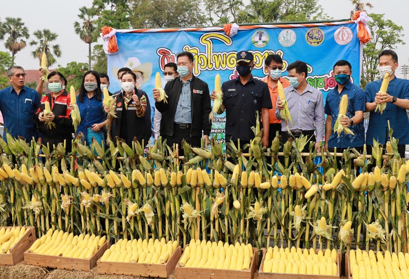 งานแข่งแทะข้าวโพดหวานโคราช