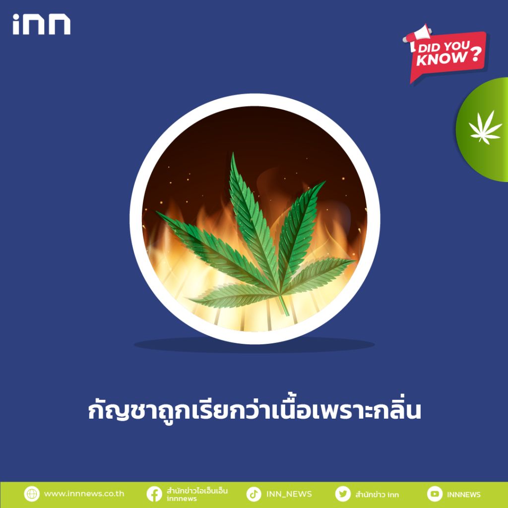 กัญชาถูกเรียกว่าเนื้อเพราะกลิ่น