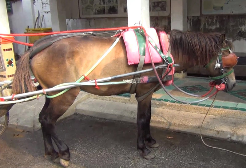 พิษโควิด!รถม้าลำปางสุดเหงารายได้เป็นศูนย์