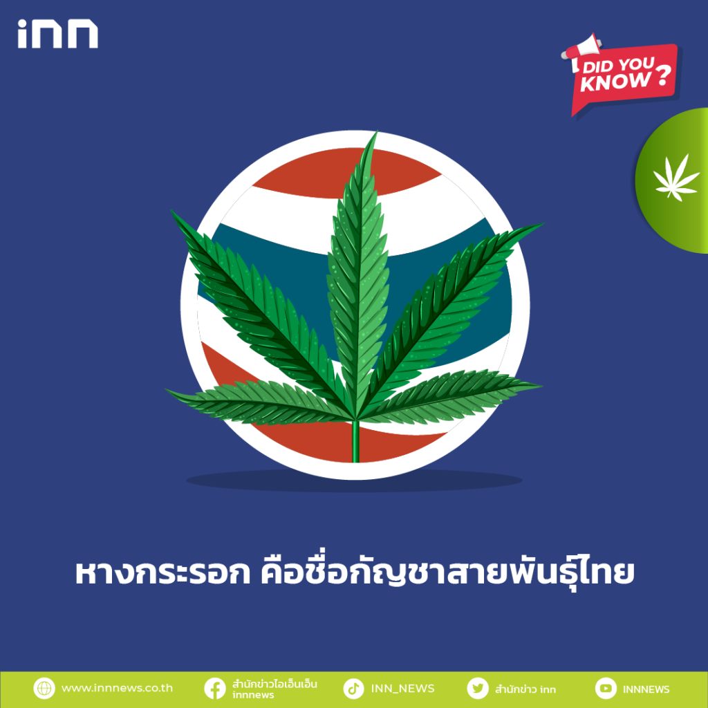 หางกระรอก คือชื่อกัญชาสายพันธุ์ไทย