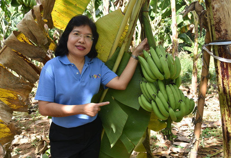พาณิชย์ขึ้นเหนือคุยFTAติวส่งออกกาแฟ-กล้วยหอม