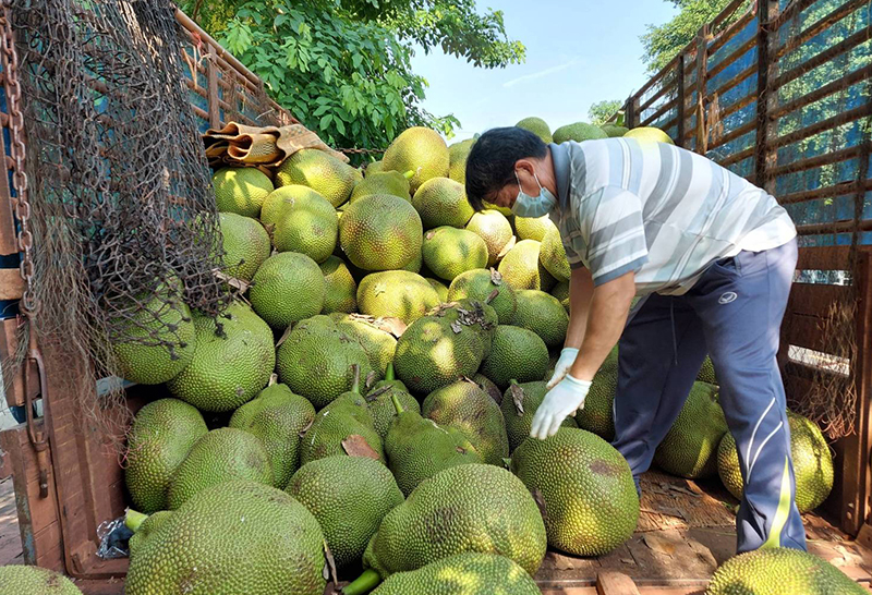 "พาณิชย์บุรีรัมย์" เร่งช่วยเกษตรกรผู้ปลูก "ขนุน" หลังส่งออกไม่ได้