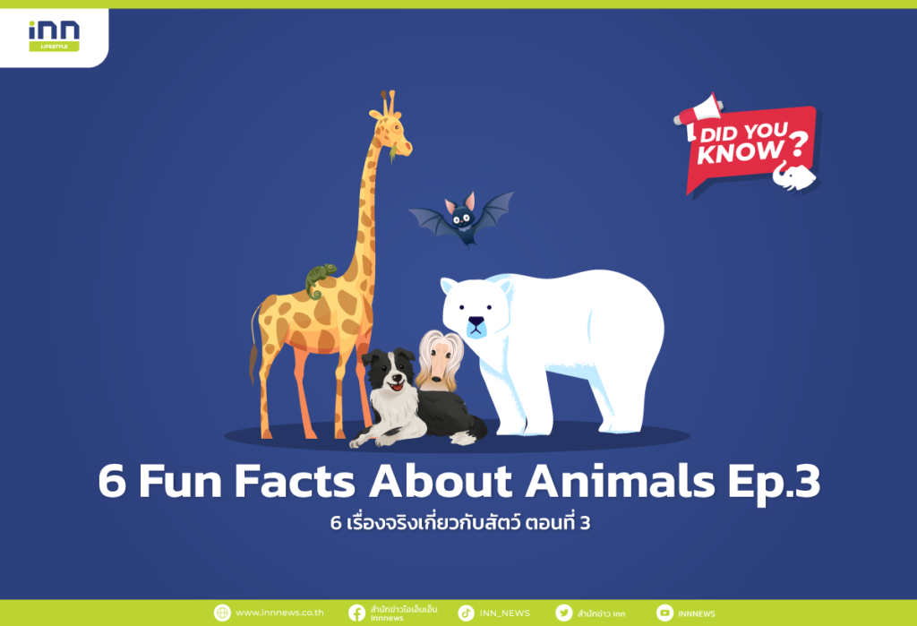 6 Fun Facts About Animals Ep.3