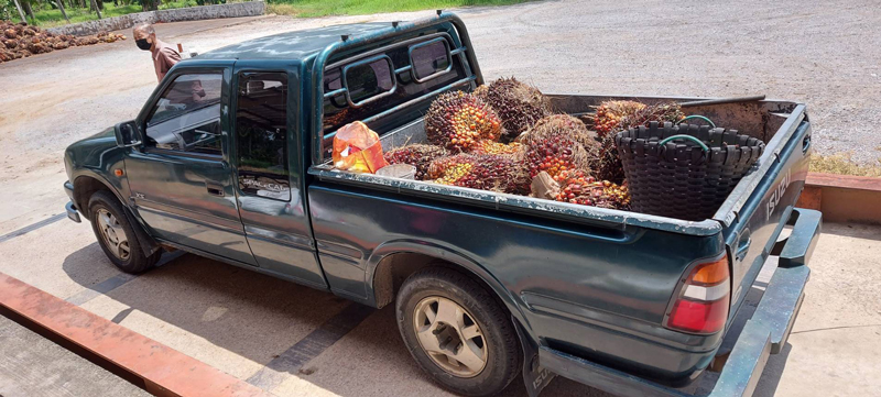 "พาณิชย์"จัดส่ง สายตรวจเฉพาะกิจ คุมเข้มเครื่องชั่งรับซื้อปาล์มเกษตรกร