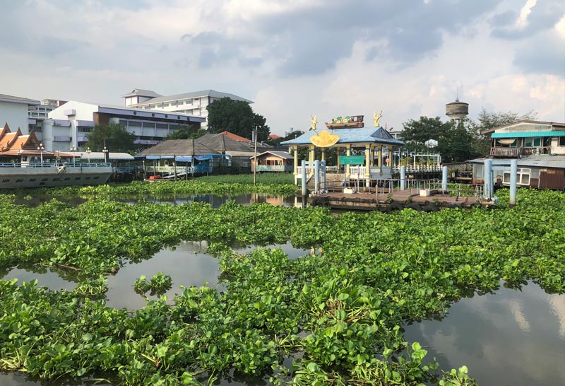 เจ้าท่าเร่งกำจัดผักตบชวา-ขุดลอกร่องน้ำ