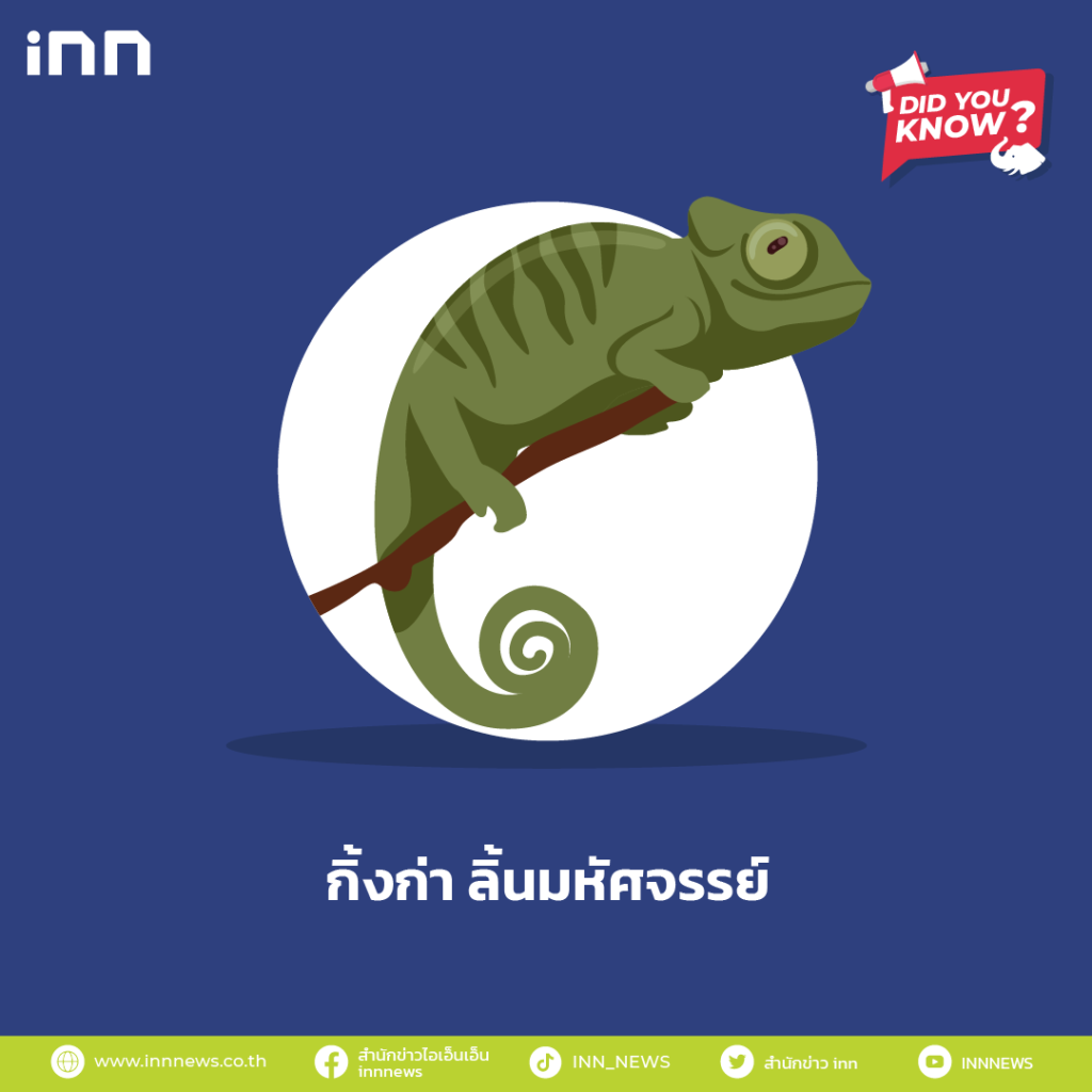กิ้งก่า ลิ้นมหัศจรรย์