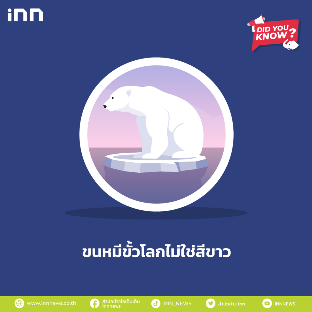 ขนหมีขั้วโลกไม่ใช่สีขาว