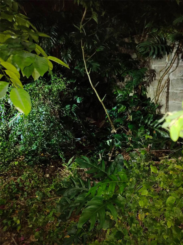 คนร้ายแทงสาวใหญ่นับ10แผลดับคาพงหญ้า