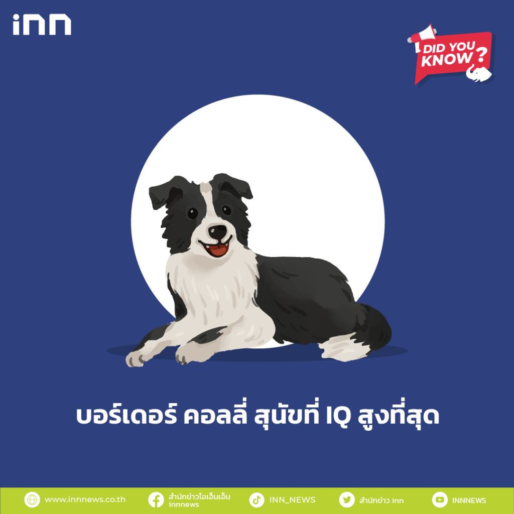 บอร์เดอร์ คอลลี่ สุนัขที่ IQ สูงที่สุด