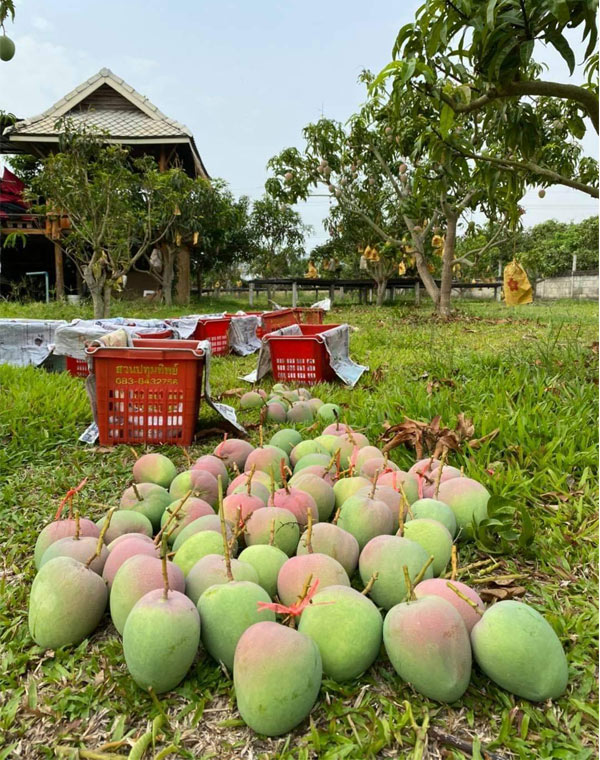 “พาณิชย์ลำพูน”ช่วยขายมะม่วงช่วงโควิด-19