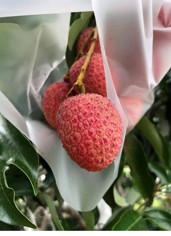 พาณิชย์พะเยาเร่งระบายลิ้นจี่เปิดสั่งออนไลน์