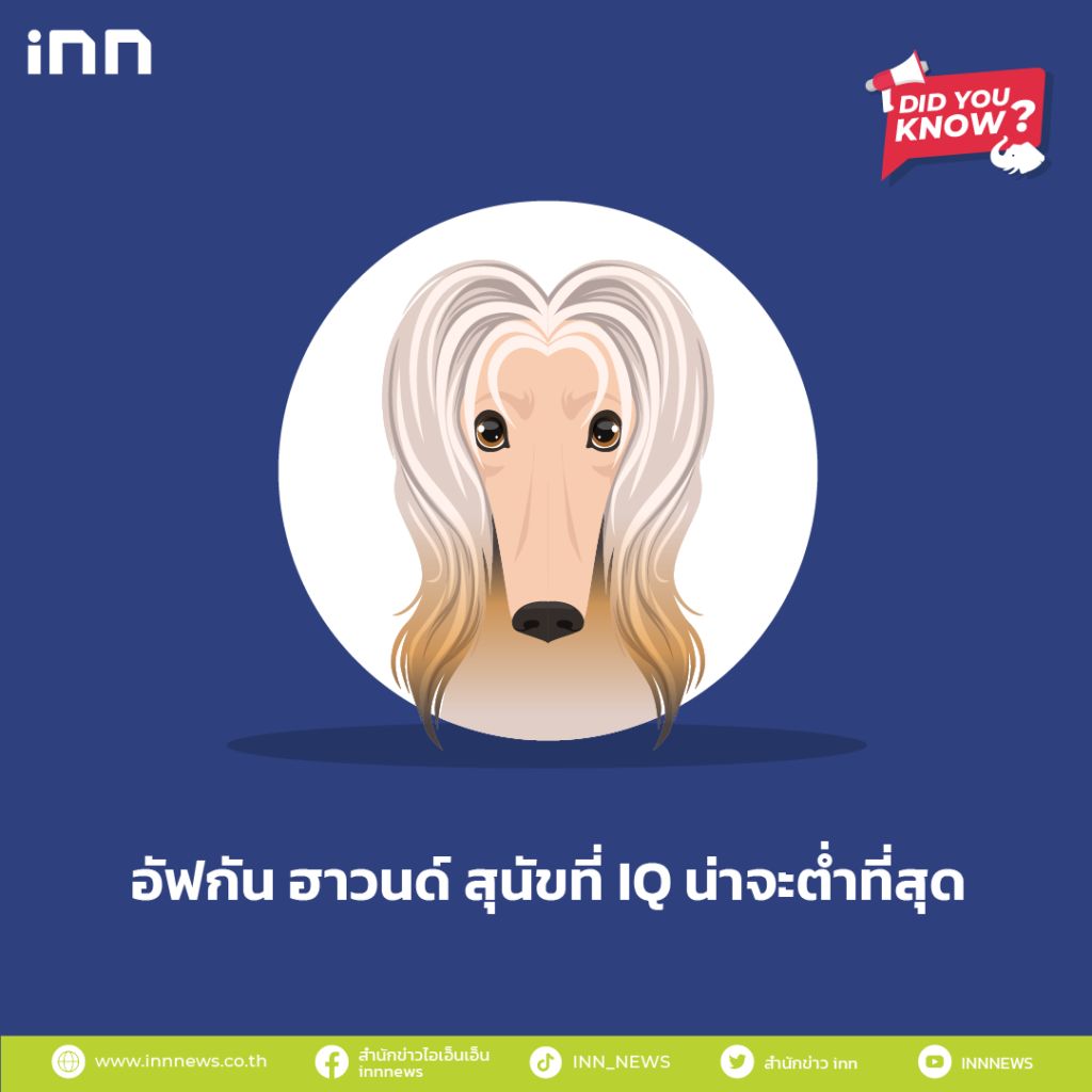 อัฟกัน ฮาวนด์ สุนัขที่ IQ น่าจะต่ำที่สุด