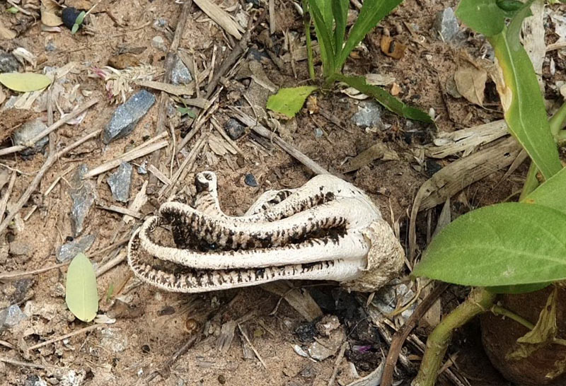 เห็ดมือผีโผล่ใต้ศาลพระภูมิเชื่อให้โชค