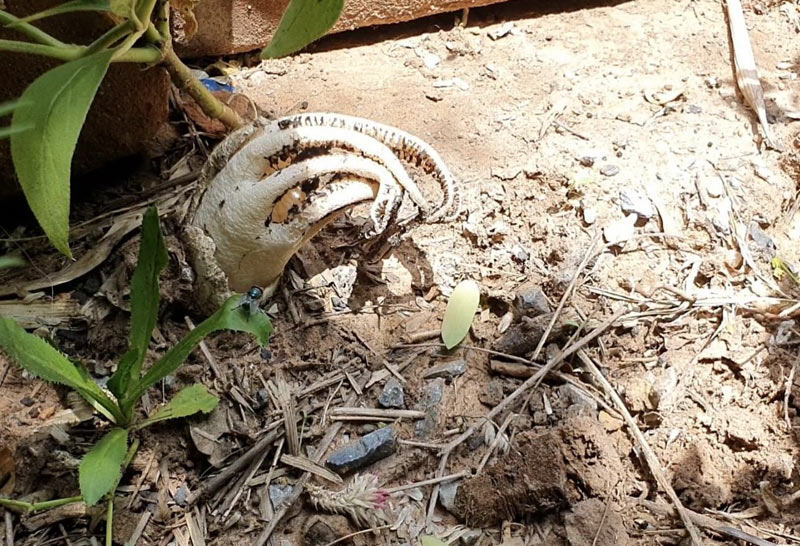 เห็ดมือผีโผล่ใต้ศาลพระภูมิเชื่อให้โชค