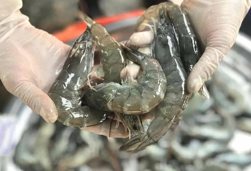 เกษตรกรขอบคุณสั่งห้ามนำเข้ากุ้งต่างชาติ