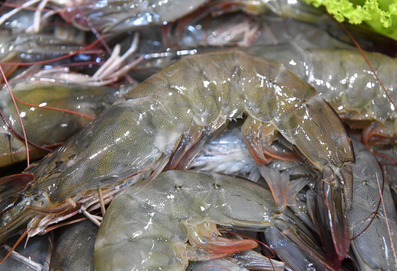 เกษตรกรขอบคุณสั่งห้ามนำเข้ากุ้งต่างชาติ 