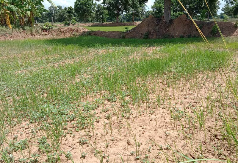 โคราชเจอฝนทิ้งช่วงนานข้าวนาปียืนต้นตาย