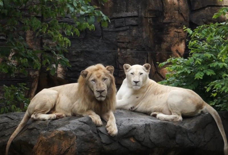 สิงโตขาว สวนสัตว์ขอนแก่น ทำนายผลอังกฤษ-โครเอเชีย