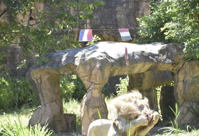 สิงโตขาวทายผลคืนนี้สกอตแลนด์ชนะอังกฤษ