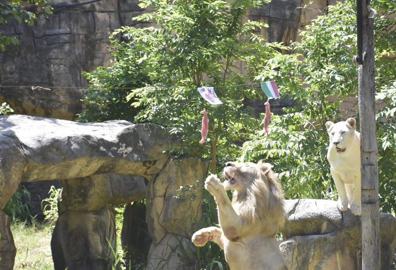 สิงโตขาวทายผลคืนนี้สกอตแลนด์ชนะอังกฤษ