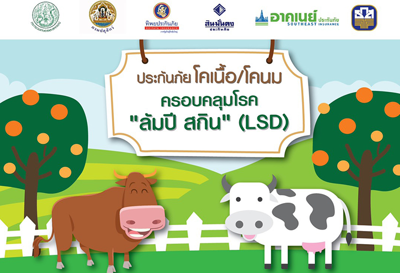ธ.ก.ส.ผุดประกันภัยโค-กระบือ ป้องกันความเสี่ยง"ลัมปีสกิน"