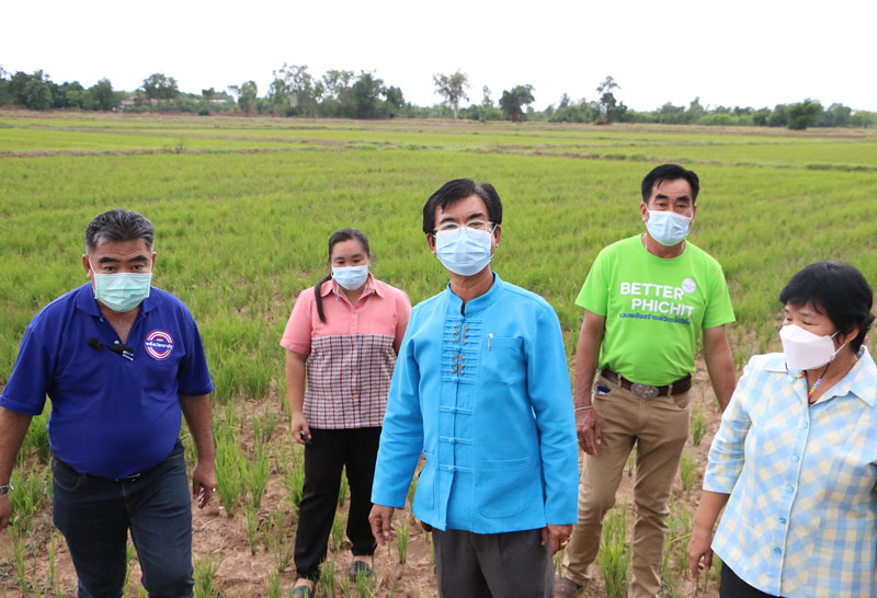 นาข้าวหอมมะลิ-พิจิตร 2