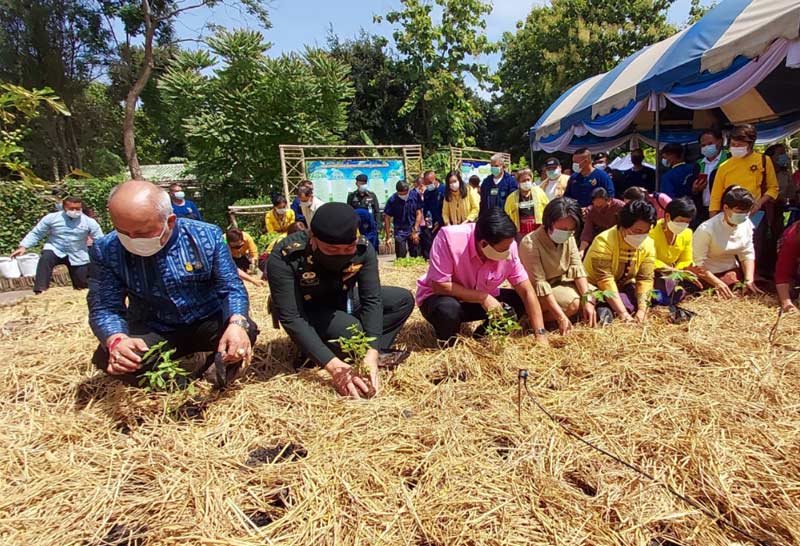 บ้านนี้มีรักปลูกผักกินเอง