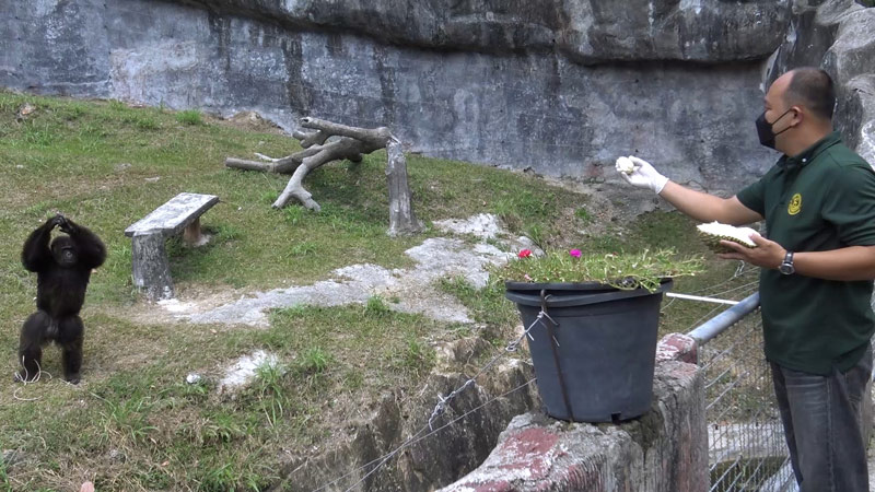 ทายผลบอลยูโร ลิงชิมแปนซี-3