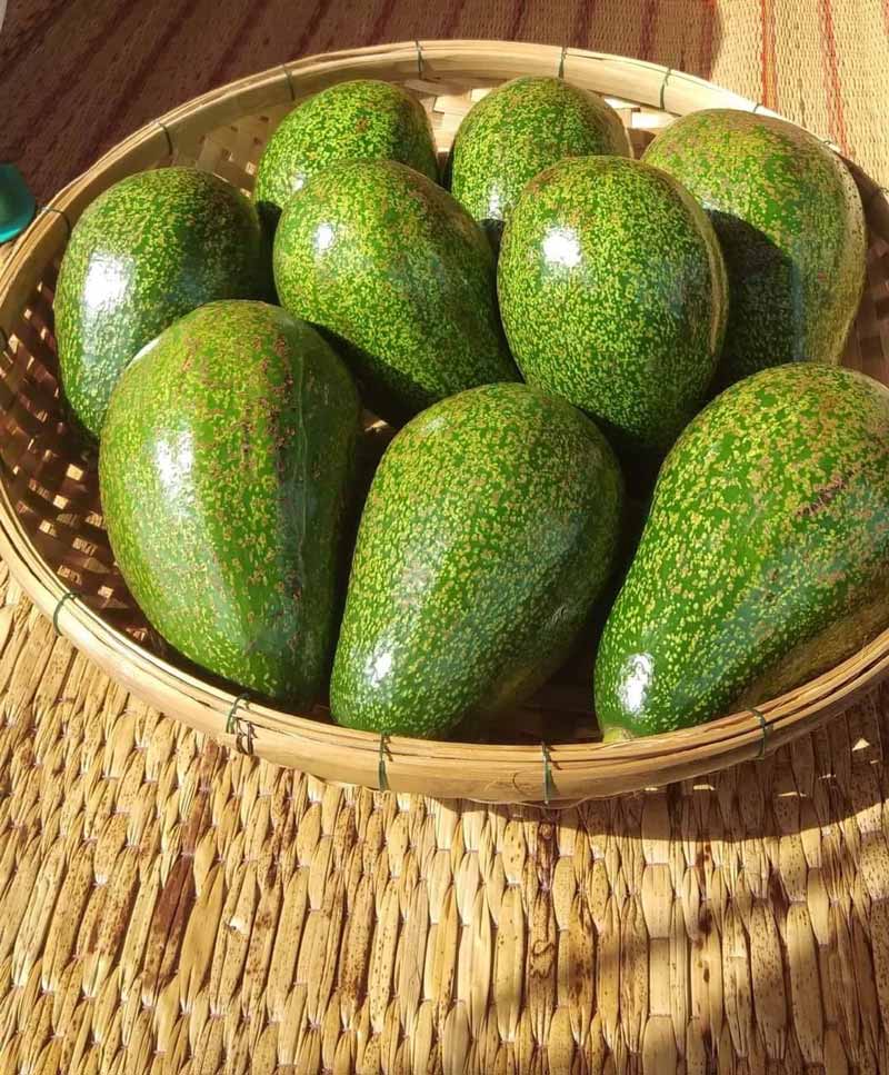 อโวคาโด ช้อป เรียก ยิ้ม