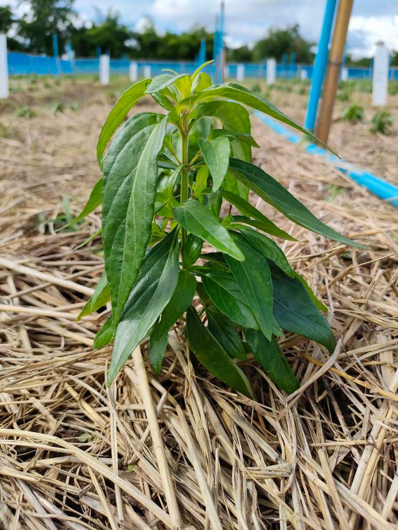 สมุนไพรฟ้าทะลายโจร