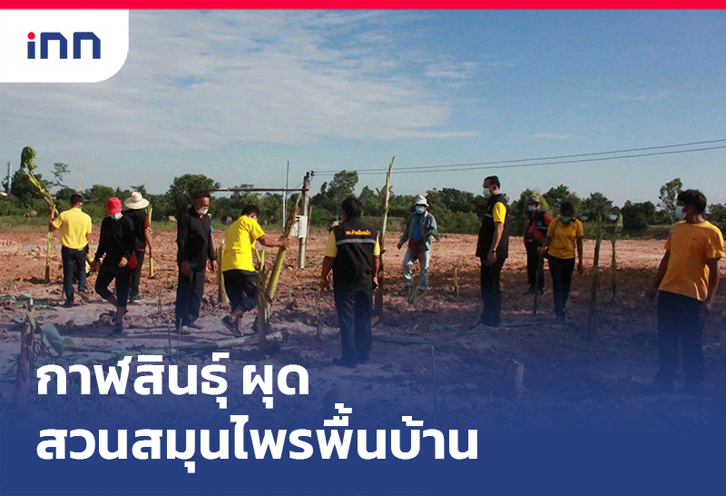 เกาะสถานการณ์ 20.30 น. กาฬสินธุ์ ผุด สวนสมุนไพรพื้นบ้าน ต้านเชื้อโควิด