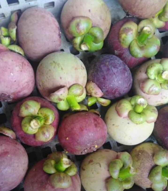 "ชินวรณ์"เสนอ 3 แนวทาง แก้ปัญหา ราคามังคุด ผันผวนอย่างรวดเร็ว