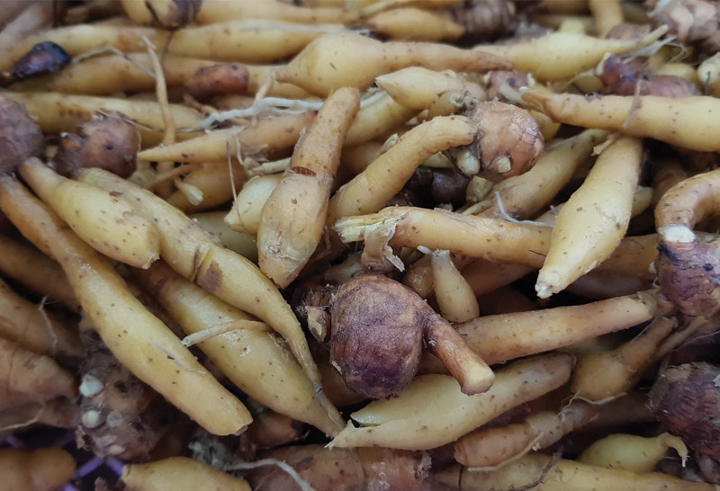 ชัยภูมิกระชายต้านโควิดราคาพุ่ง