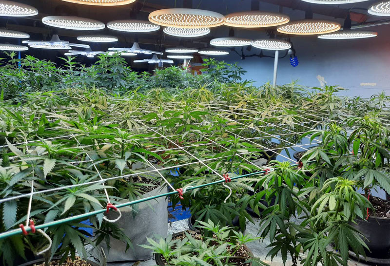 ขยายผลบุกจับ 2 หนุ่มพร้อมยึดต้นกัญชากว่า 80 ต้น