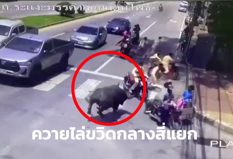 ควายไล่ขวิดจยย.กลางแยกไฟแดง