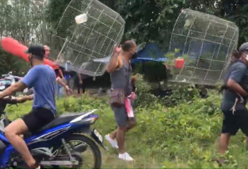 บุกจับบ่อนไก่ชน -3