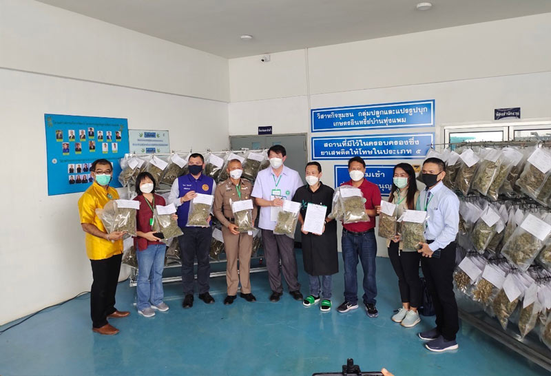วิสาหกิจชุมชนฯบ้านทุ่งแพมส่งมอบกัญชาแห้งให้ รพ.ดอนตูมปรุงตำรับยาสมุนไพรไทย