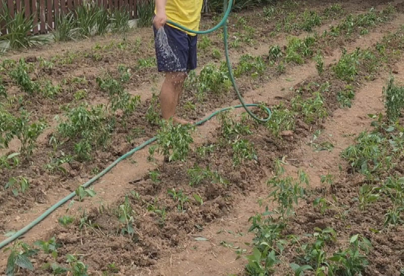 "สมศักดิ์"ส่งเสริมปลูกฟ้าทะลายโจรในเรือนจำ