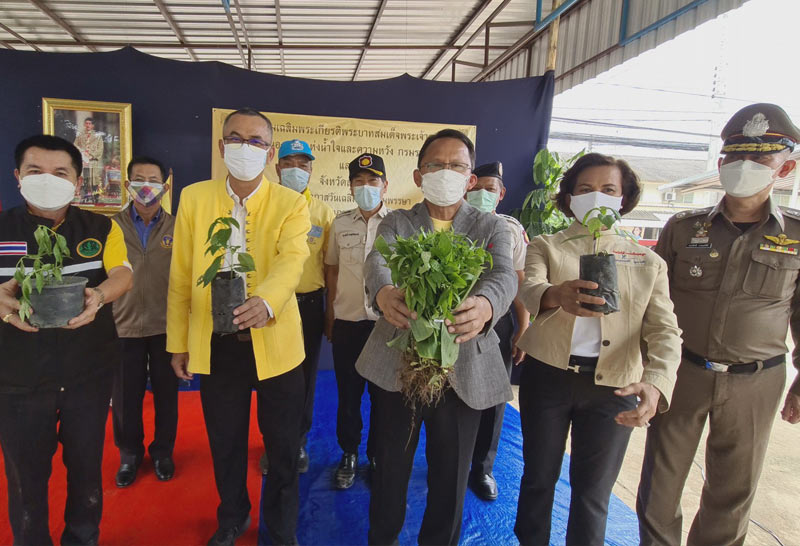 "สมศักดิ์"ส่งเสริมปลูกฟ้าทะลายโจรในเรือนจำ