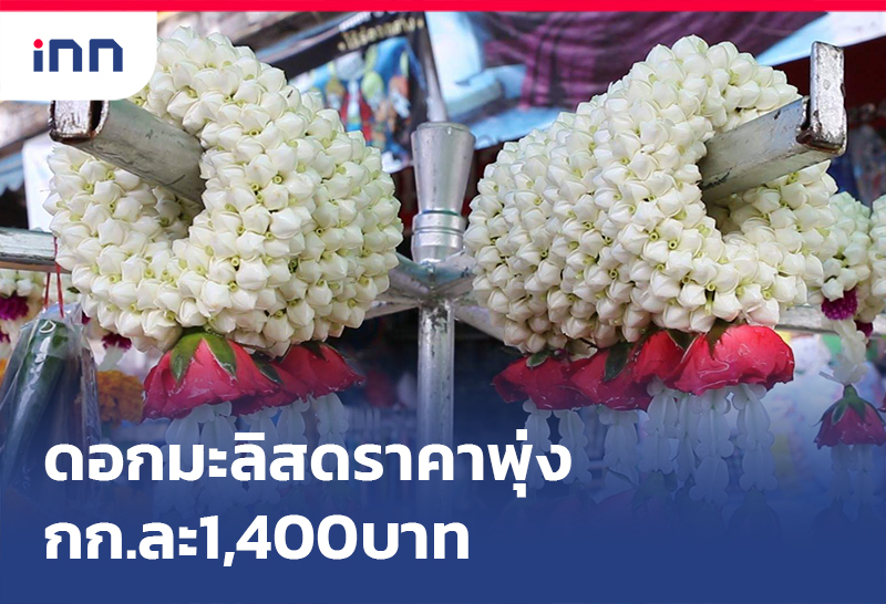 เกาะสถานการณ์ 17.30 น. ดอกมะลิสด ปีนี้ราคาพุ่งกก.ละ1,400บาท